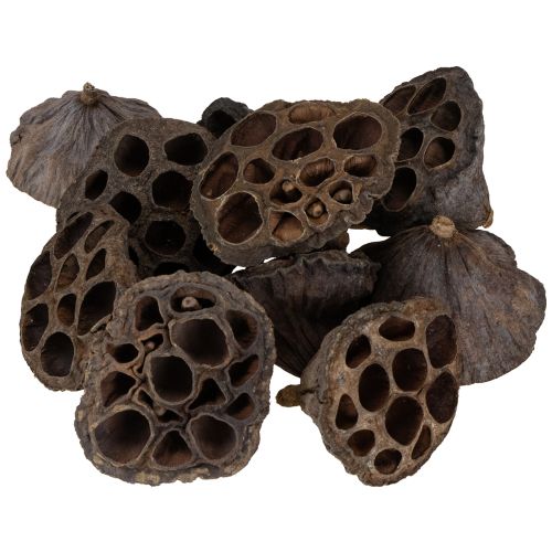 Artikel Lotusbol klein 100 stuks naturel