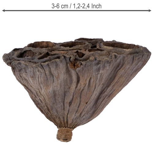 Lotusbol klein 100 stuks naturel | Floristik24.nl