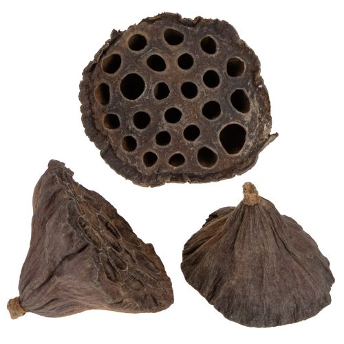 Floristik24 Lotus zuiger medium 100 stuks natuurlijk