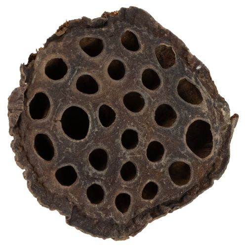 Artikel Lotus zuiger medium 100 stuks natuurlijk
