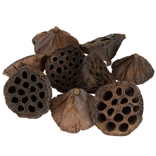 Artikel Lotus zuiger medium 100 stuks natuurlijk