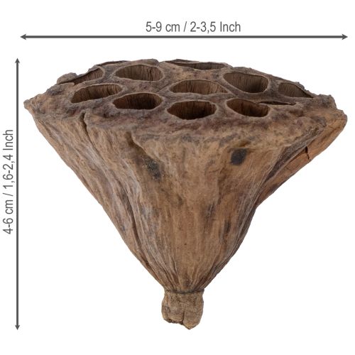 Artikel Lotus zuiger medium 100 stuks natuurlijk