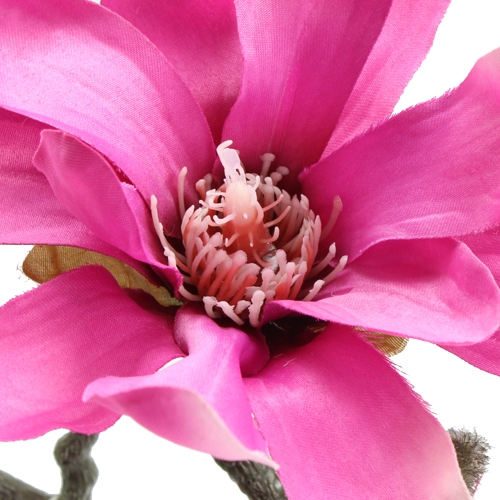 Floristik24 Magnoliatak 45cm 3st