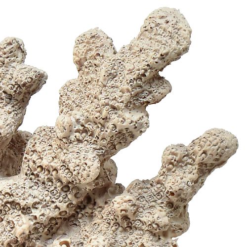 Floristik24 Gedetailleerde koraaldecoratie van polyresin in grijs - 26 cm - maritieme elegantie voor uw huis