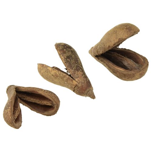 Floristik24 Mike Fruit Natuurlijke Materialen Bagon Fruit Naturel 8cm 50 st