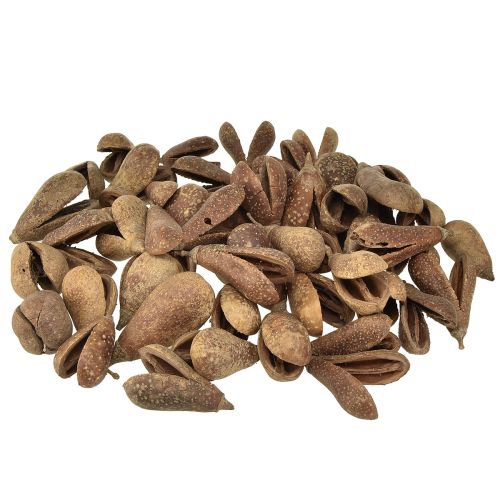 Floristik24 Mike Fruit Natuurlijke Materialen Bagon Fruit Naturel 8cm 50 st