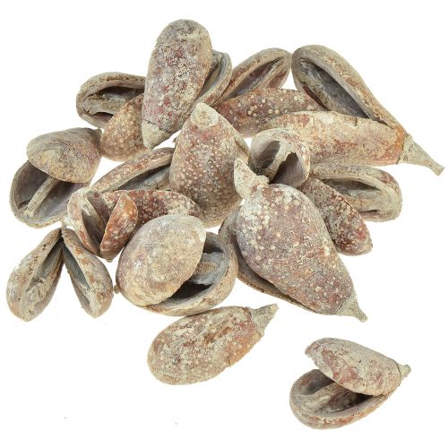 Artikel Mike Fruit exoten gedroogd wit gewassen 4-6cm 50 st