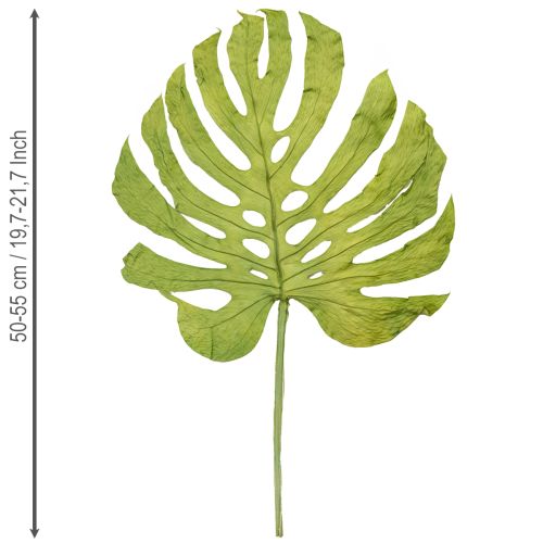 Artikel Monstera bladeren gedroogd decoratie raamblad H50cm 5 stuks
