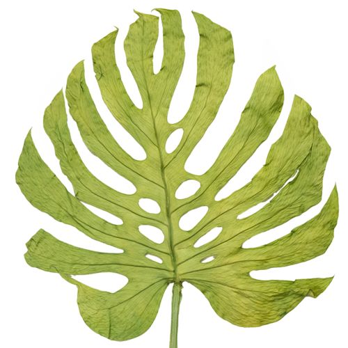 Monstera bladeren gedroogd decoratie raamblad H50cm 5 stuks