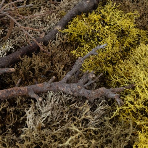 Artikel Mosfoto, echte mosfoto met lijst, geconserveerd, 40×30 cm