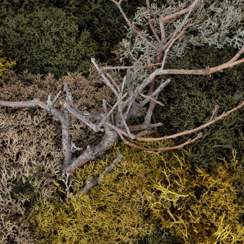 Artikel Mosfoto, echt geconserveerd mos en takjes, natuurlijk, 60×40cm