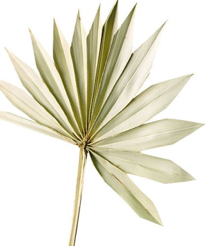 Artikel Palmspear Sun Natur Gedroogd palmblad Naturdeko 30St