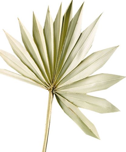 Artikel Palmspear Sun Natuurlijk Palmblad Gedroogd Natuurlijke Decoratie 30 st