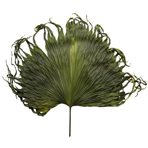 Palmbladeren gedroogde decoratie Saribus groen 45cm 5 stuks