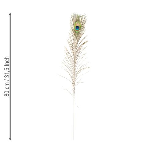 Artikel Pauwenveren decoratie echte vogelveren lang 75-85cm 8 stuks