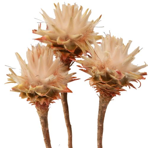 Floristik24 Leucospermum Plumosum Zilverboombloesem Licht 25 st