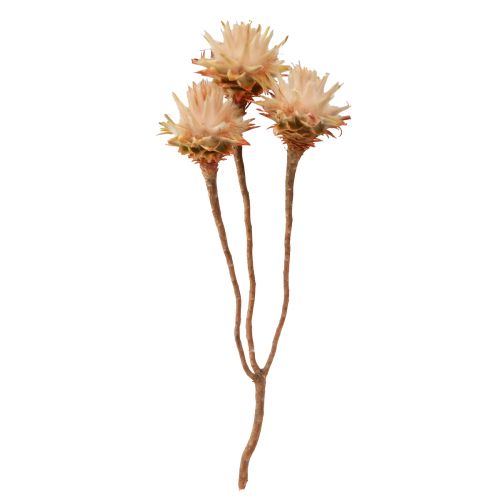 Floristik24 Leucospermum Plumosum Zilverboombloesem Licht 25 st