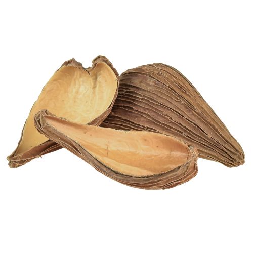 Floristik24 Fruit- en zaadcapsules Pradeep Pods 9-12 cm naturel 50 stuks
