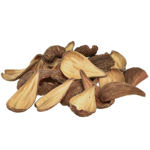 Artikel Fruit- en zaadcapsules Pradeep Pods 9-12 cm naturel 50 stuks