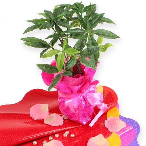 Floristik24 Rondella manchetten Ø40cm rood 50st