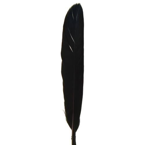 Artikel Zwarte Veren Decoratieve Ganzenveren Zwart 11-14cm 180 st