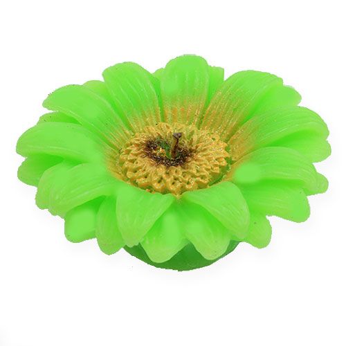 Floristik24 Drijvende kaars Gerbera groen Ø7,5cm