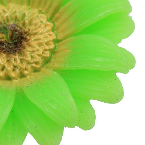 Floristik24 Drijvende kaars Gerbera groen Ø7,5cm