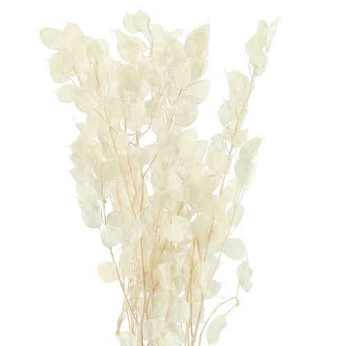 Floristik24 Zilverblad Maan Violet Lunaria Geconserveerd L70cm 20g