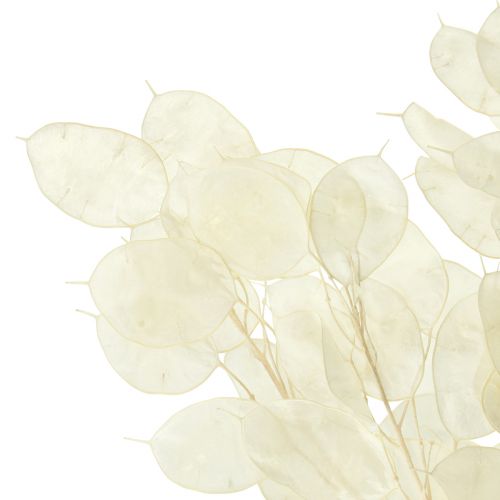 Artikel Zilverblad Maan Violet Lunaria Geconserveerd L70cm 20g