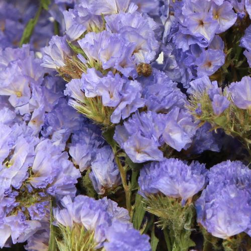 Floristik24 Zeesering Paars Statice Limonium sinuatum Gedroogde bloemen 60cm 50g