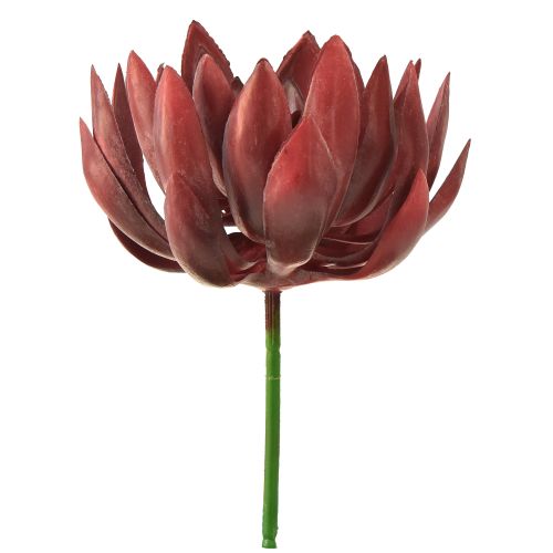 Floristik24 Succulent Echeveria Kunst Groene Planten Rood Ø12cm 19,5cm