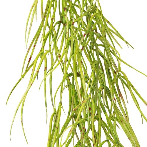 Artikel Succulent hangend groen 145cm