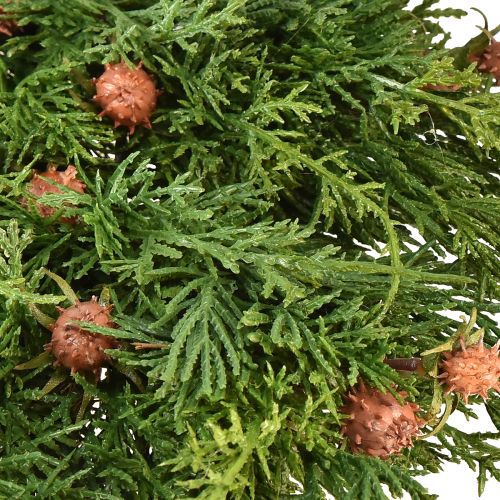 Floristik24 Sparrenkrans Thuja met knoppen basis wijnrankenkrans Ø50cm