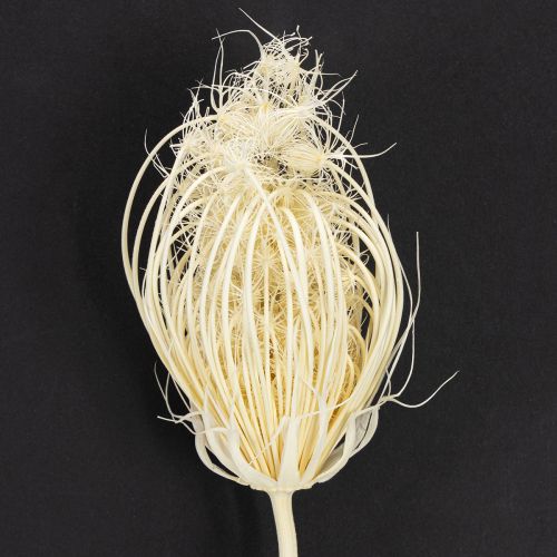 Artikel Gedroogde bloemen crème venkel gebleekt 45cm bos 10 stuks