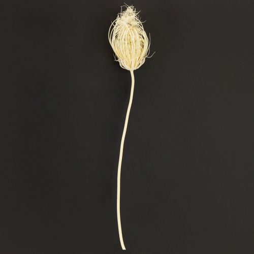 Artikel Gedroogde bloemen crème venkel gebleekt 45cm bos 10 stuks