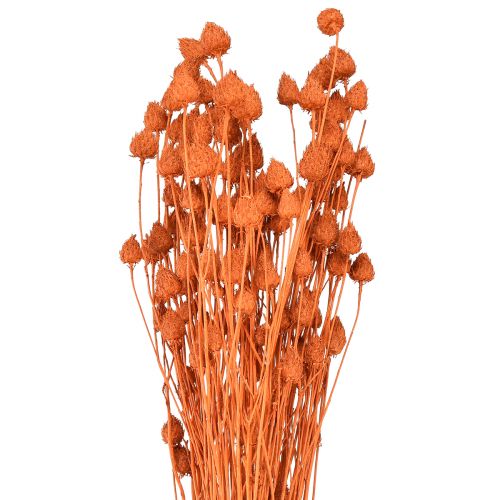 Artikel Droogbloemen droge distel aardbeidistel oranje 100g