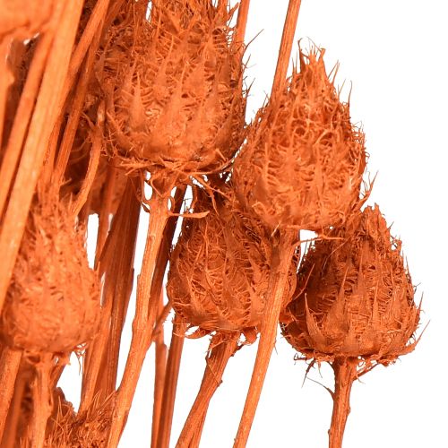 Artikel Droogbloemen droge distel aardbeidistel oranje 100g