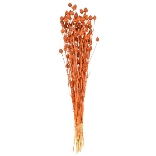 Artikel Droogbloemen droge distel aardbeidistel oranje 100g