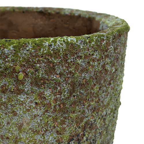Floristik24 Plantenbak met mos Ø16cm H16cm 1st
