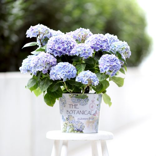 Artikel Plantenbak metalen bloempot hortensia Ø24cm H21cm