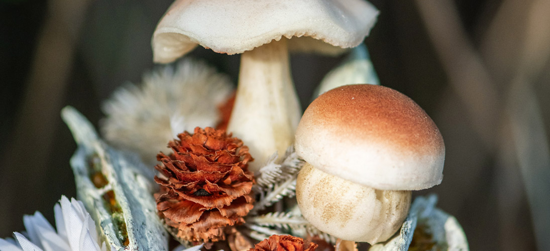Loof, bladeren en paddestoelen