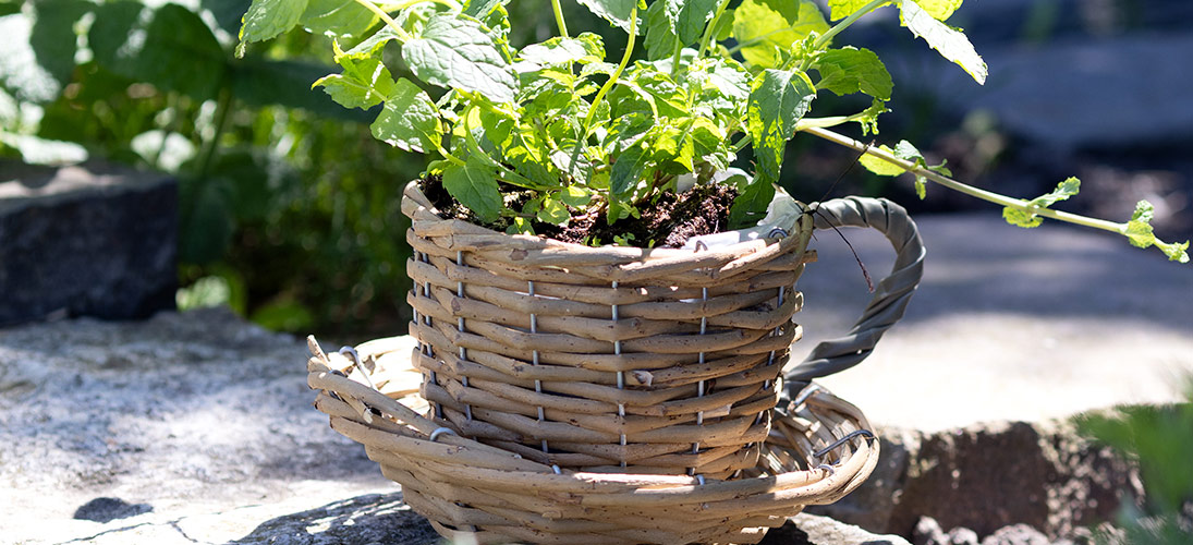 Mand en plantenbakken