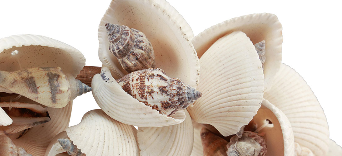 Seashell decoratie