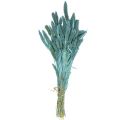 Floristik24 Droogbloemen, Setaria Pumila, gierstblauw 65cm 200g