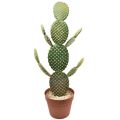 Floristik24 Decoratieve cactus kunstplant cactusvijg 64cm