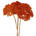 Achillea Oranje gedroogde