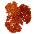 Achillea Oranje gedroogde