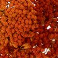 Achillea Oranje gedroogde
