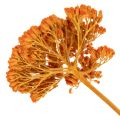 Achillea Oranje gedroogde