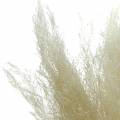 Floristik24 Droog gras Agrostis gebleekt 40g